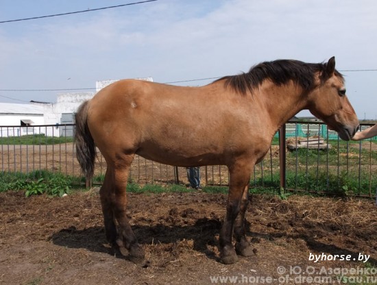 Белорусская упряжная: Груша 104